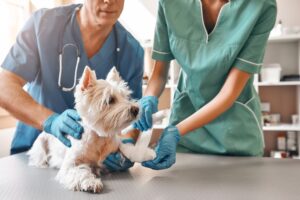 cnpj para clínica veterinária