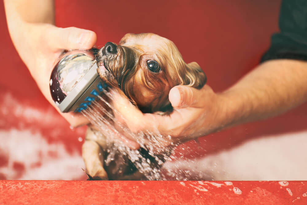 contabilidade para pet shop em mg