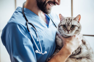 abertura de cnpj para médico veterinário