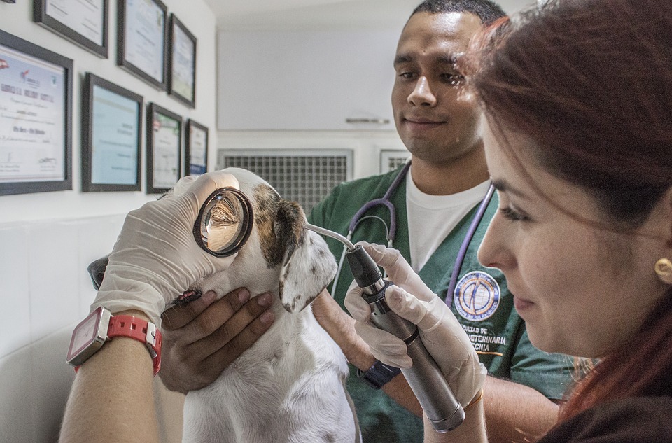 como abrir cnpj para médico veterinário